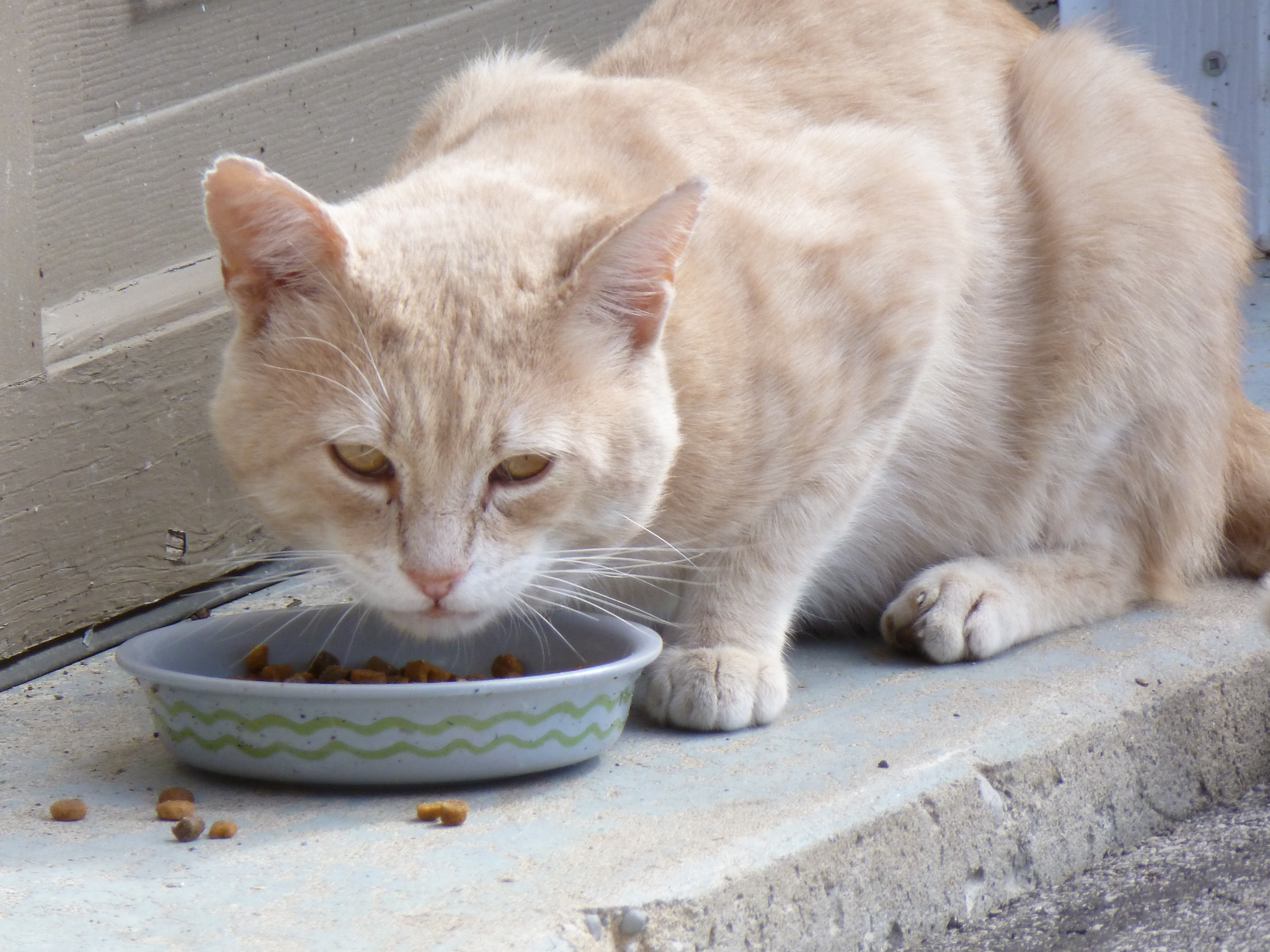 Кошка рыгает еду. Кормящая кошка. Кот вырыгал корм. 0 Кошка. Желтая каша блюет кот.
